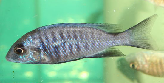 PROTOMELAS ANNECTENS
